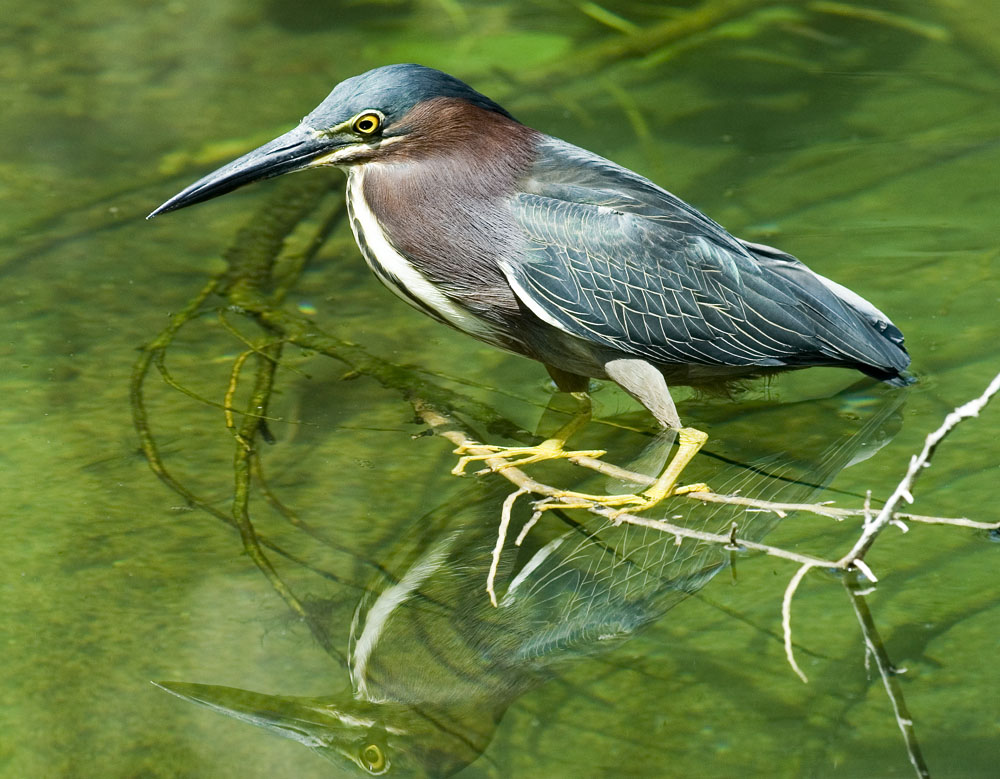  p>美洲绿鹭(学名: i>butorides virescens /i>)共有5个亚种.