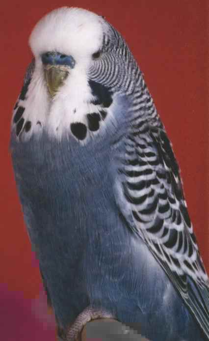  p>虎皮鹦鹉(学名: i>melopsittacus undulatus /i>)是鹦形目鹦鹉科的