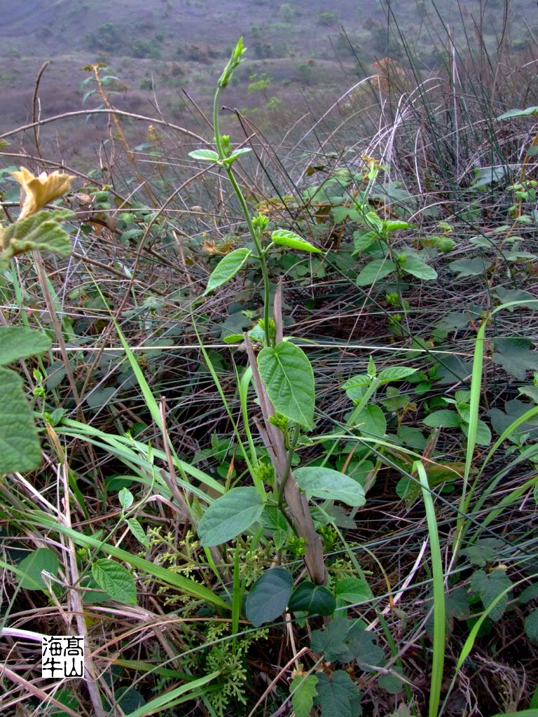  p>黑鳗藤(学名: i>stephanotis mucronata /i> (blanco) merr.