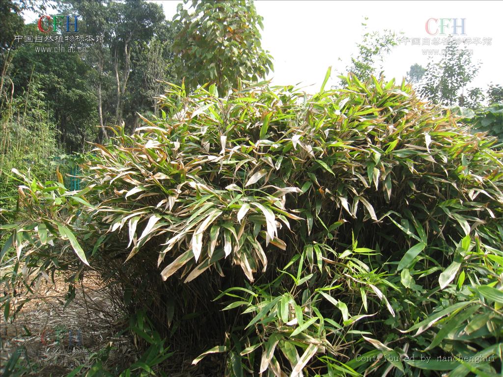  p> a target="_blank" href="/item/箬竹属/9330581" data-lemmaid="