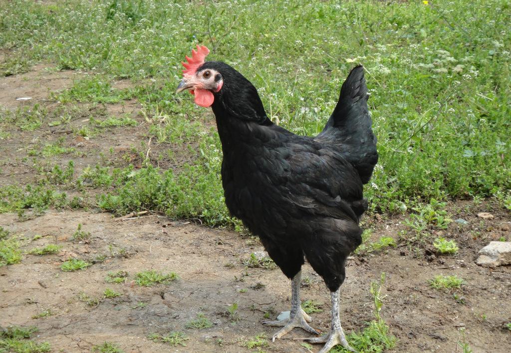 id="8633327">绿壳蛋 /a>而得名,其特征是所产蛋的外壳颜色呈绿色,是