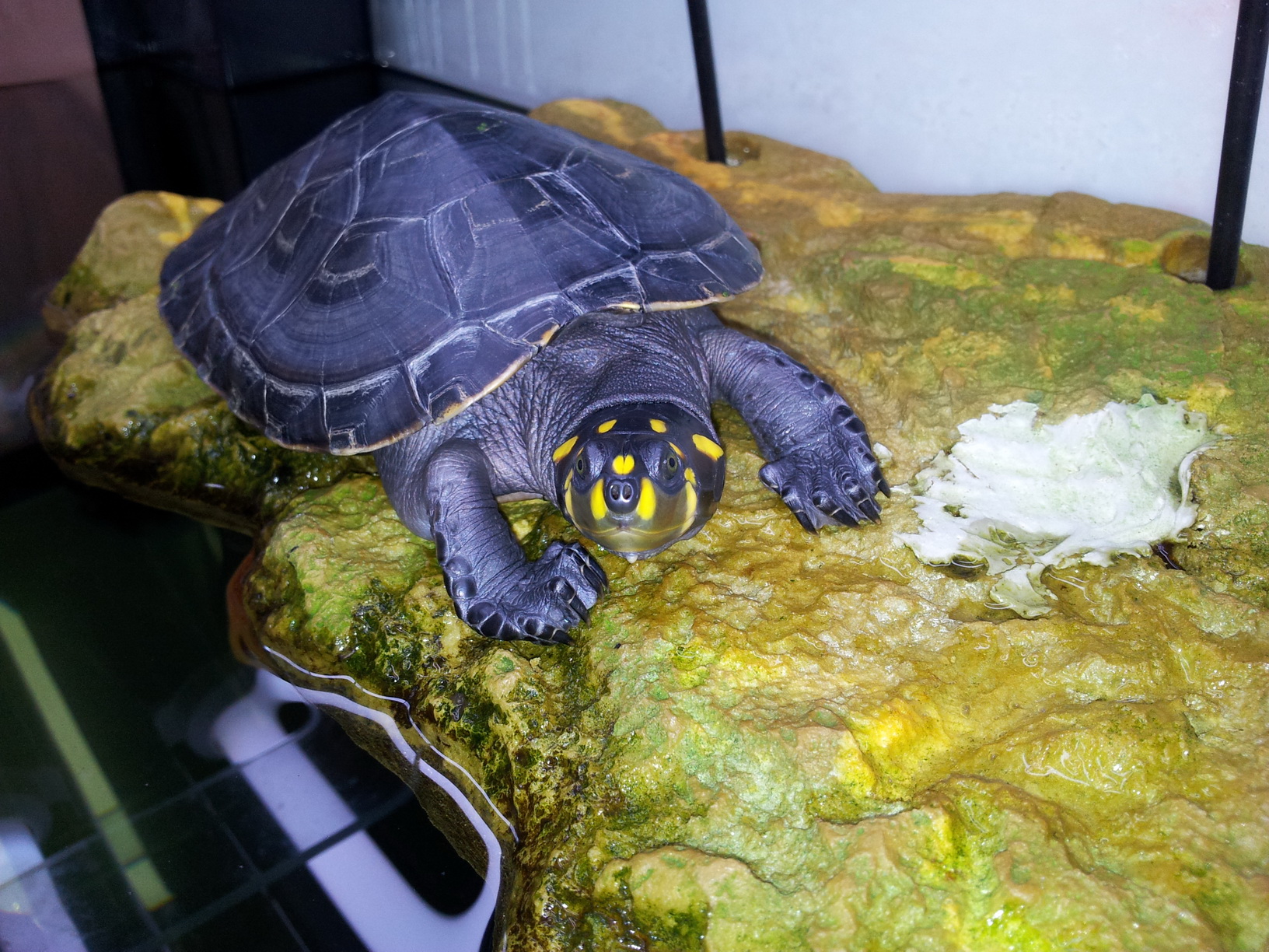 成年个体重约1千克,属中型龟类.