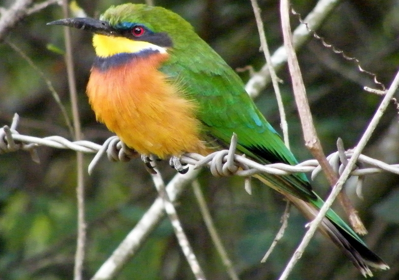  p>红胸蜂虎(学名: i>merops oreobates /i>):为小型 a target="