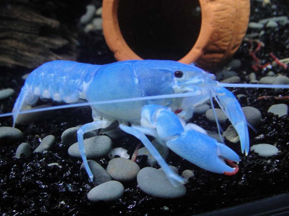 后来是进口商对淡水螯虾的不了解,导致只要是蓝色型的都叫蓝魔虾,后来