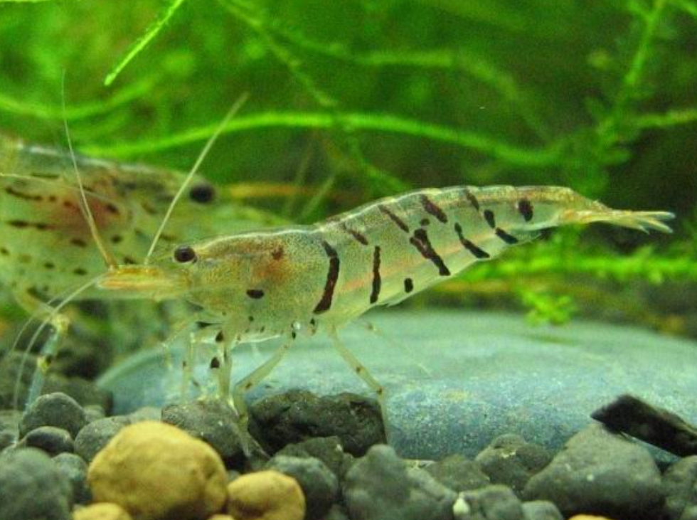  p>虎纹虾,身体透明,头部触须及尾足黄色,因身体后半部如虎皮上的斑纹