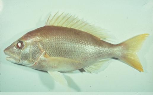  p>二长棘鲷,分布于北太平洋西部.我国产于南海和东海南部.