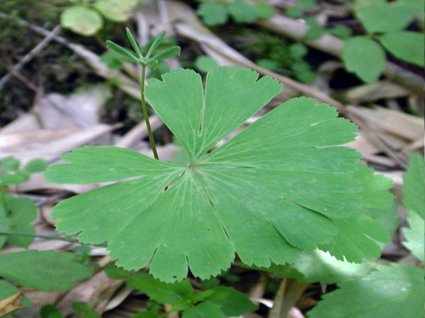  p>独叶草(学名: i>kingdonia uniflora /i> balf.f. et w. w.