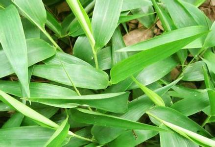 (《纲目》) /p> p>【异名】: a href="#">竹叶麦冬 /a>(《江西草药》)