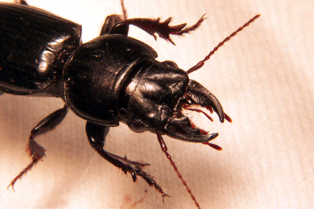  p>步甲(carabidae)属于昆虫纲 insecta 鞘翅目 col