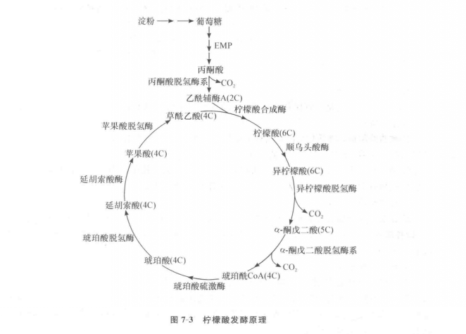  p>柠檬酸(ca),又名枸橼酸,分子式为c   h   o   ,是一种重要的 a