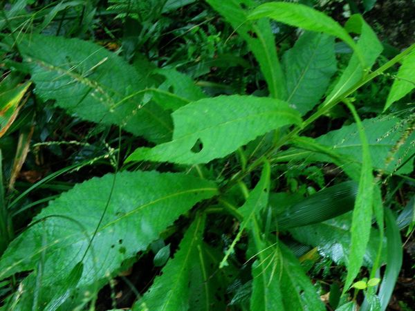  p>千头艾纳香,又名火油草,走马风.是一种多年生植物. /p>