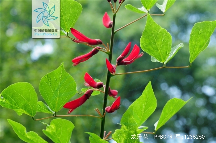  p>龙牙花(学名: i>erythrina corallodendron /i>  l.