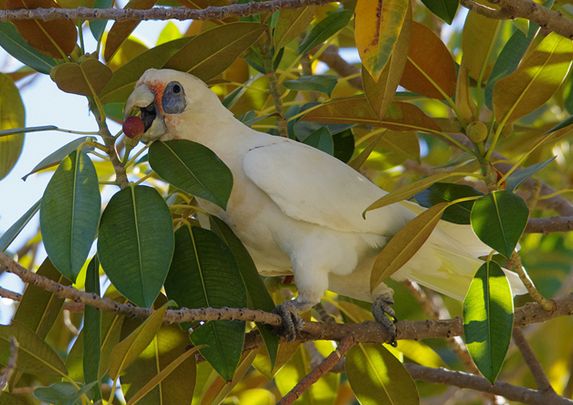  p>长嘴凤头鹦鹉(学名:cacatua tenuirostris)体格粗壮,外型特殊
