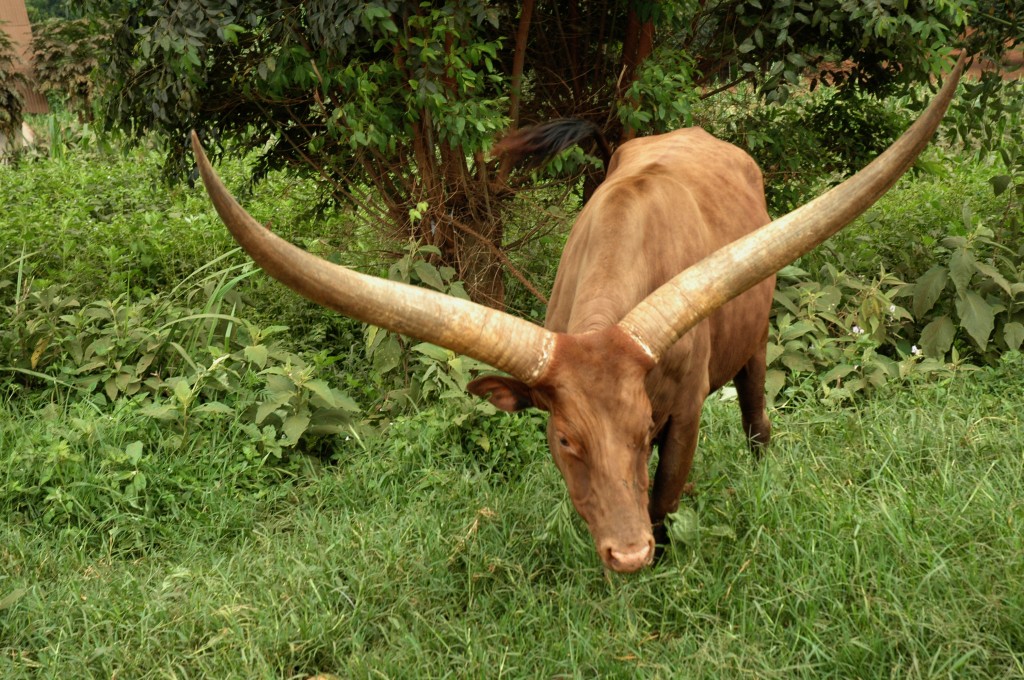 长角牛(ankole-watusi),生活在 a target="_blank" href="/item/非洲