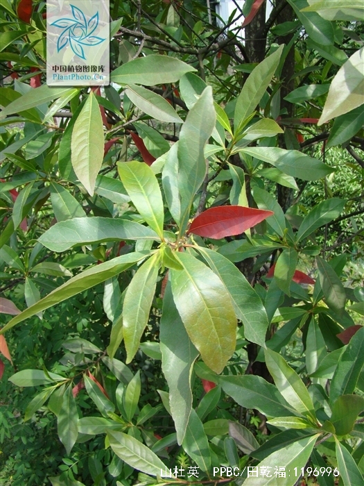  p>山杜英(学名: i>elaeocarpus sylvestris  /i> (lour.) poir.