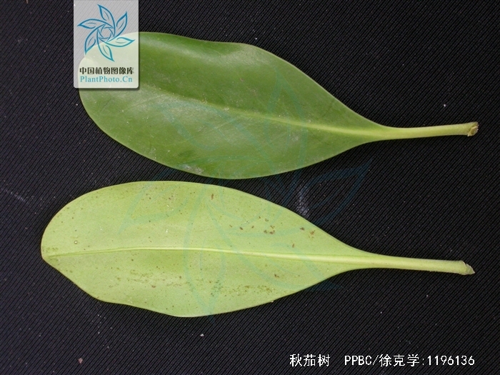 kandelia candel (l.) druce