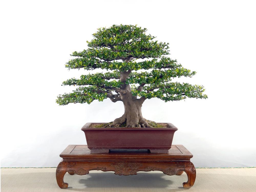  p data-id="gnvjrm5pnt">翠米茶又名米碎茶,米碎花,碎米茶,凹叶柃木