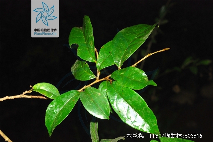  p>金缕梅科,水丝梨属.常绿乔木.