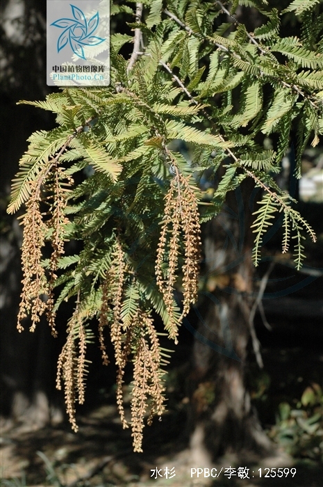 cheng):裸子植物杉科.