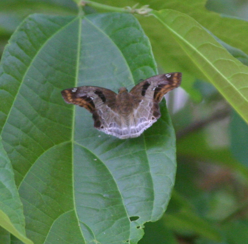  p>长尾蓝灰蝶(学名:everes lacturnus)是 a target="_blank" href="