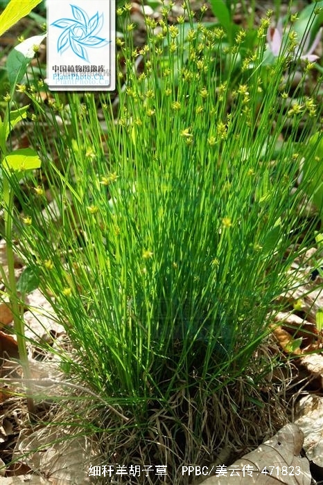 细秆羊胡子草