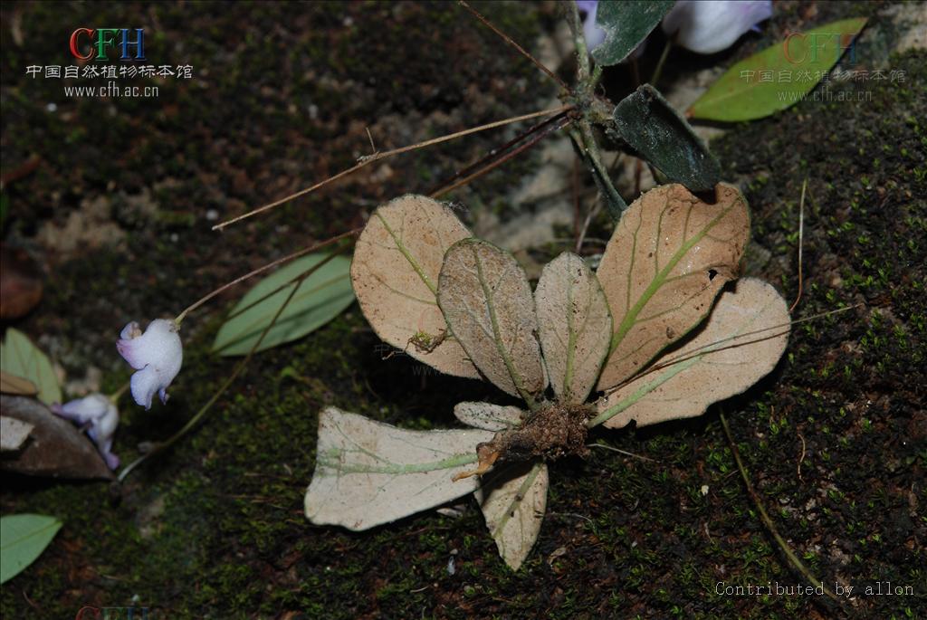 茎常弯曲,高达30厘米,叶片长圆形,长圆状倒披针形或披针形,花期6-7月