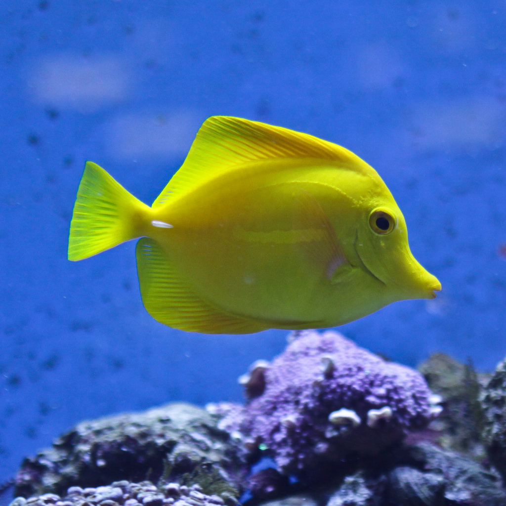 zebrasoma flavescens