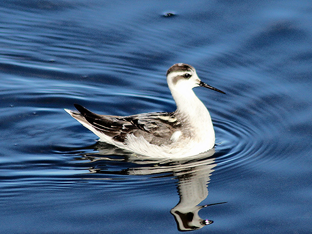  /a>, a href="#" data-lemmaid="16615978">瓣蹼鹬属 /a>的小型水禽