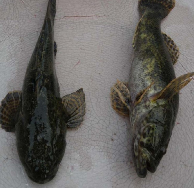 bostrichthys sinensis