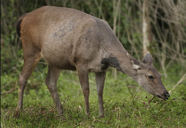 p>水鹿(学名: i>rusa unicolor /i>)体型粗壮接近 a target="_blank"