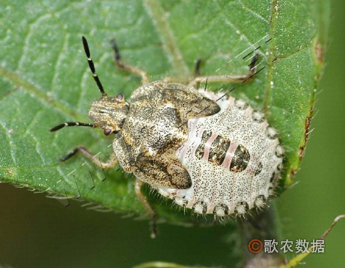  p>斑须蝽, i>dolycoris baccarum /i>,斑须蝽属的一种昆虫.