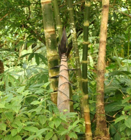  p>短枝黄金竹(学名: i>schizostachyum brachycladum /i>)是禾本科劳