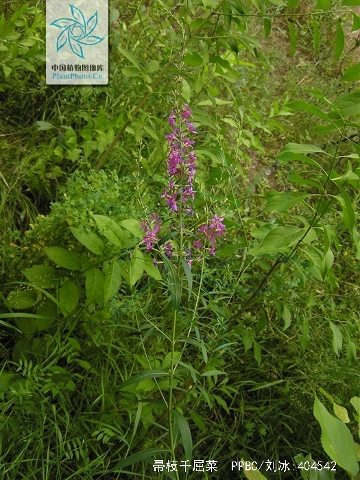 lythrum virgatum l.