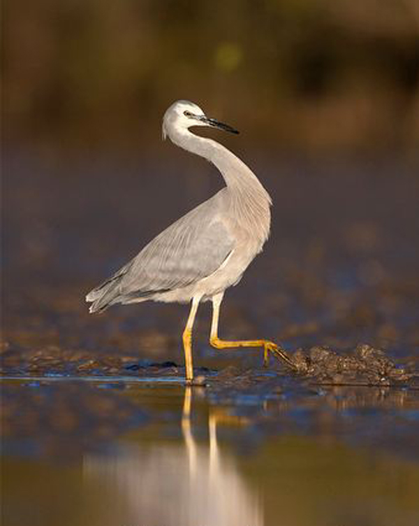  p>白脸鹭(学名: i>egretta novaehollandiae /i>):体长60-70厘米