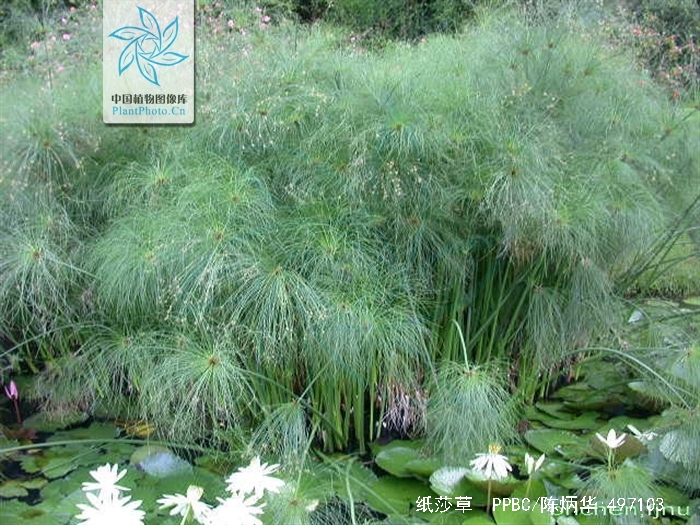 papyrus)是莎草科,莎草属的植物,具有粗壮的根状茎,高达2-3米,茎秆