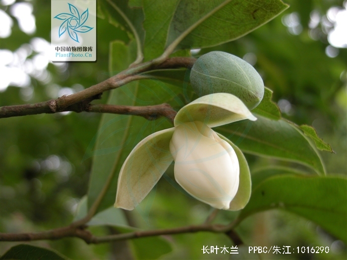  p>长叶木兰(学名: i>magnolia paenetalauma /i> dandy),为木兰科