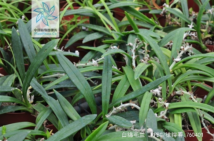 eria lasiopetala (willd.) ormerod