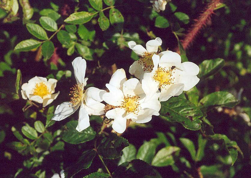  p>伞花蔷薇(学名: i>rosa maximowicziana /i> regel)有刺小 a href=