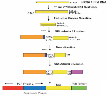 ="#" data-lemmaid="10186149">成千上万 /a>个est(express sequenced