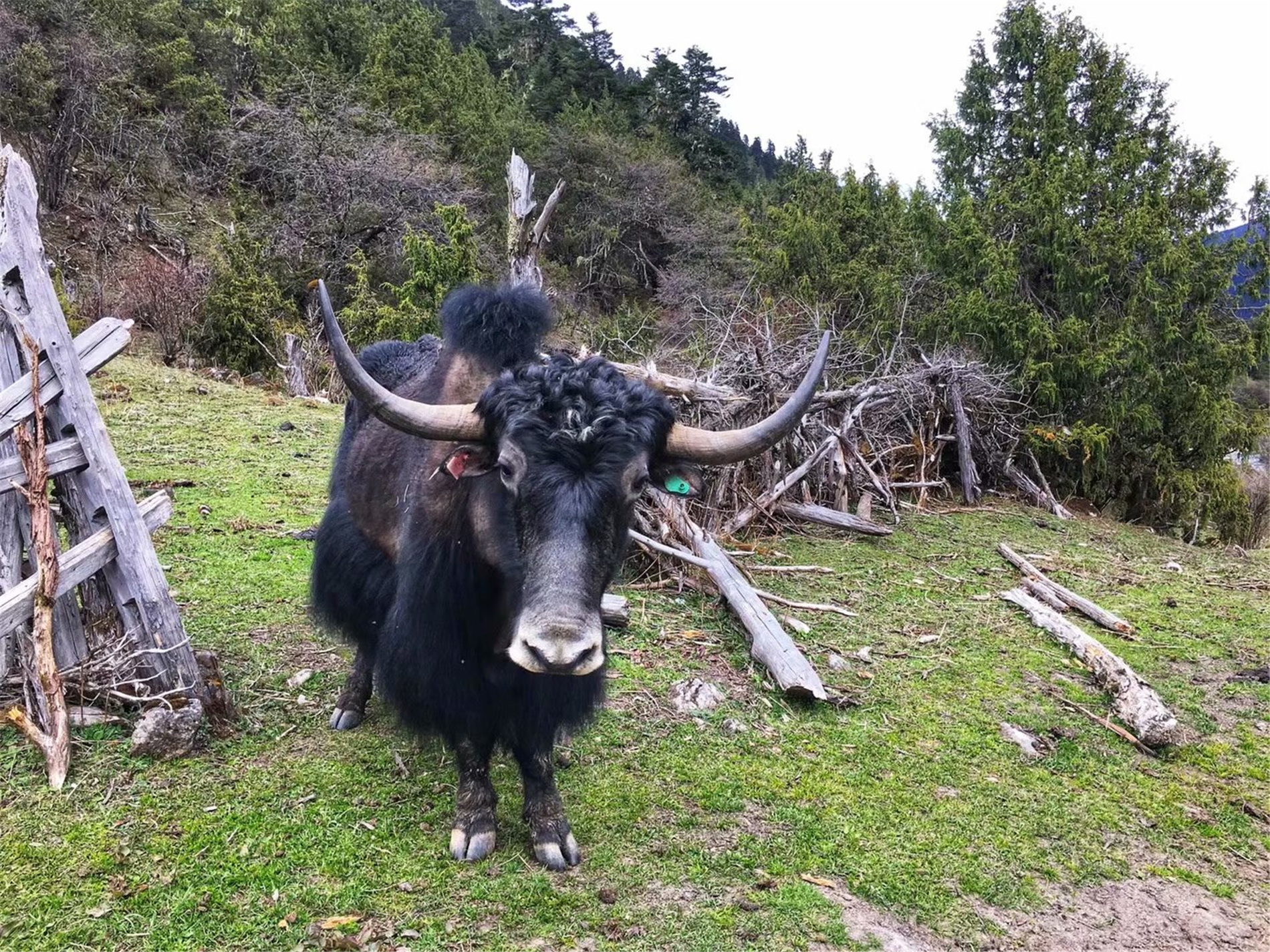  p>牦牛(学名: i>bos mutus或bos grunniens /i>,英文名称:wild yak)