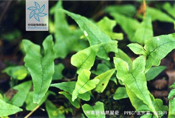 常春藤鳞果星蕨