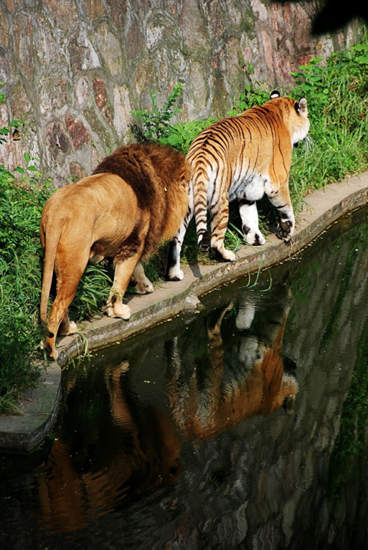  p> b>狮虎兽 /b>( a target="_blank" href="/item/学名/8074290"