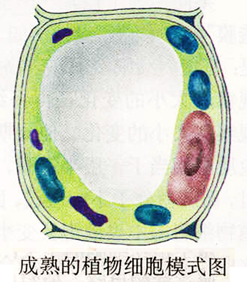原生质层