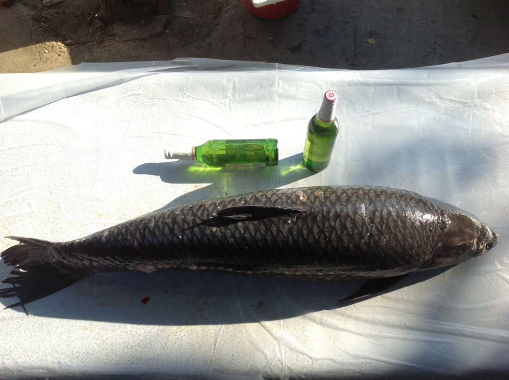 青根鱼主要产于长江流域地区,也可人工养殖,但由于