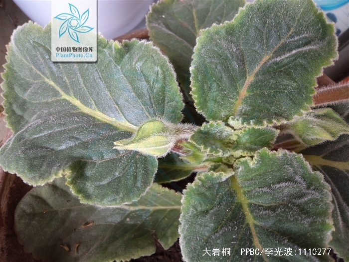 hiern)是苦苣苔科,大岩桐属多年生 a href="#">草本 /a>,块茎扁俏形