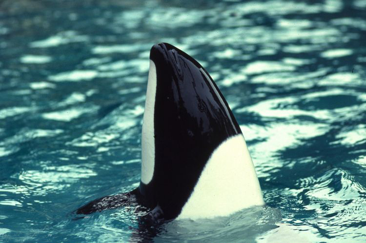  p>花斑喙头海豚是康氏矮海豚的俗称(学名: i>cephalorhynchus