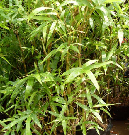 铁竹（禾本科铁竹属植物）_百度百科