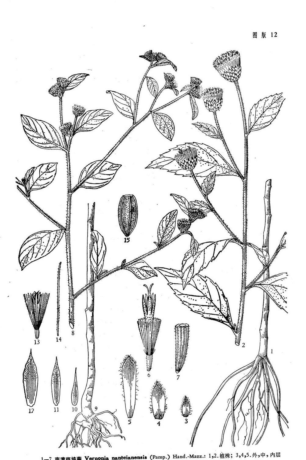 是 a target="_blank" href="/item/桔梗目/6759545" data-lemmaid="