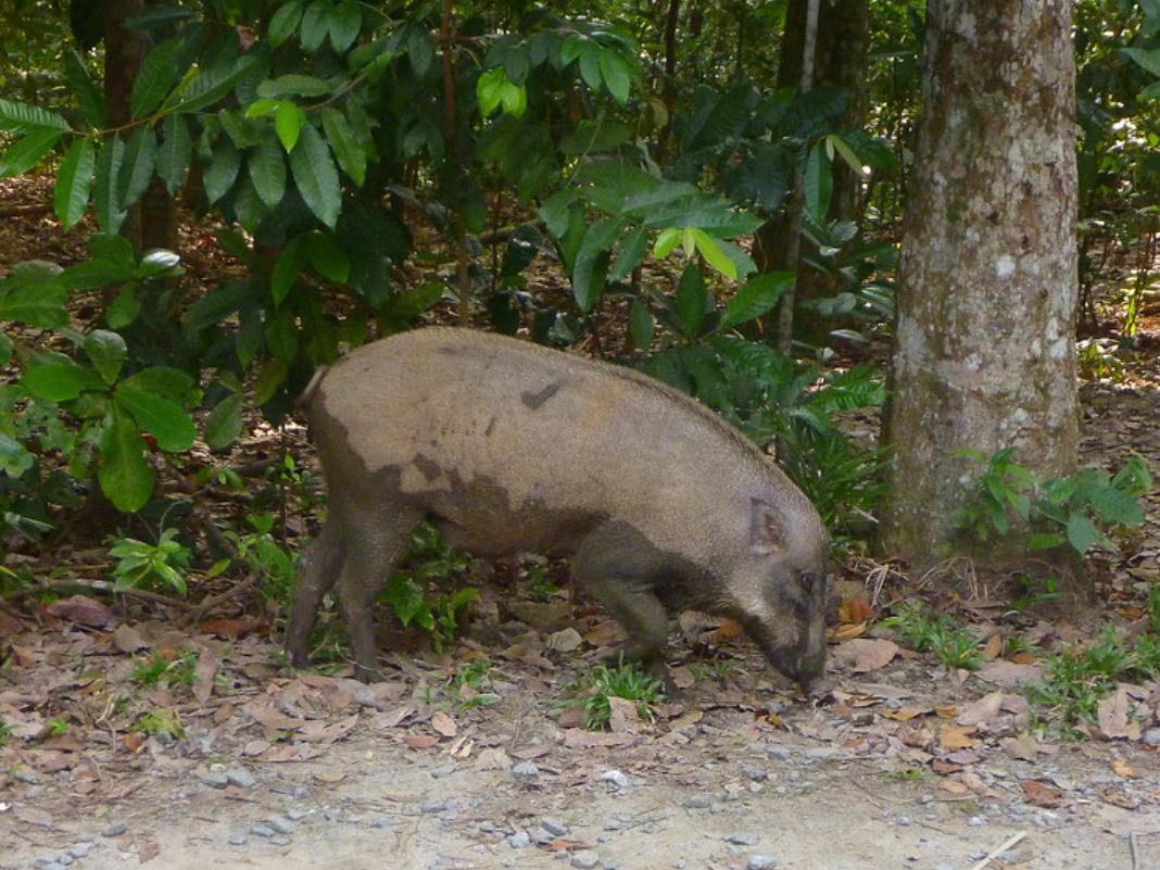 p>欧亚野猪(学名: i>sus scrofa /i>):是哺乳纲偶蹄目猪科猪属下的