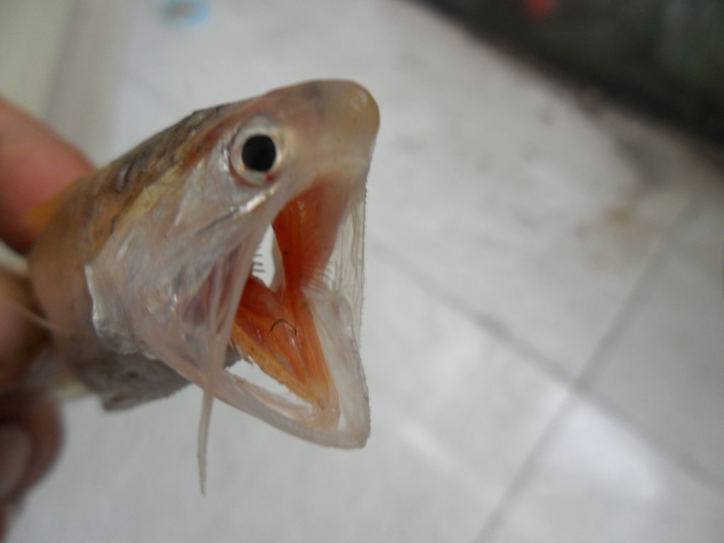  p>七丝鲚属鳀科,鲚属,一般体长18.